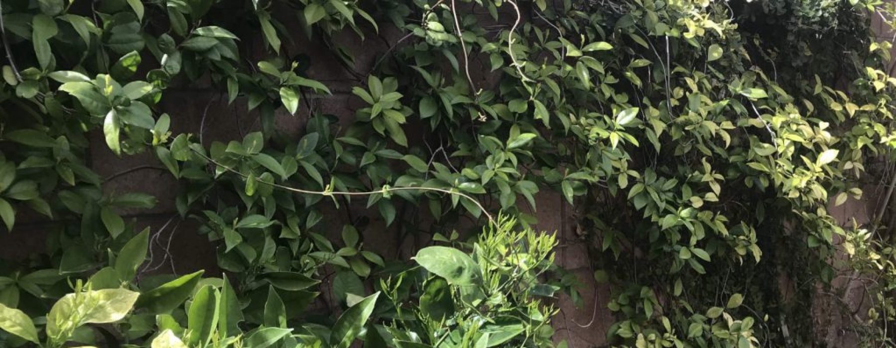 Home Trellis Anchors