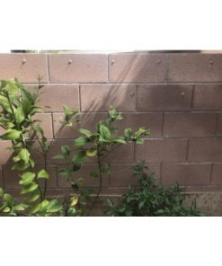 multiple trellis anchors on the wall